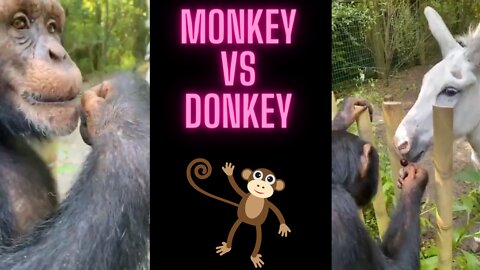 funny money not giving his cherry to donkey , funniest monkey videos🤣🤣🤣 try not to laugh