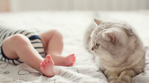 Cat and Baby Playing
