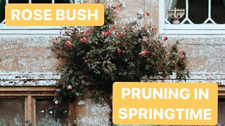 HOW TO: ROSE BUSH PRUNING SPRING VIDEO IN FIVE MINS. And What Time Of Year To Prune Your Rose Bush