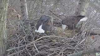 Hays Eagles nest camera follows Dad on river with gift bird for Mom 2022 02 10 16:43