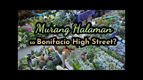 Murang Halaman Sa Bonifacio High Street?