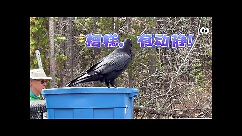 the Clever Crow