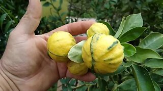 frutíferas produzindo em vaso jabuticaba lichia longan laranja melancia e imperial biriba...