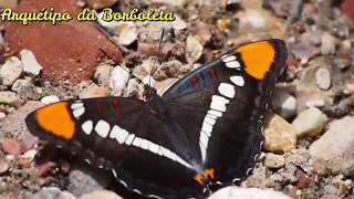 🦋Série Arquétipos (Arquétipo da Borboleta)