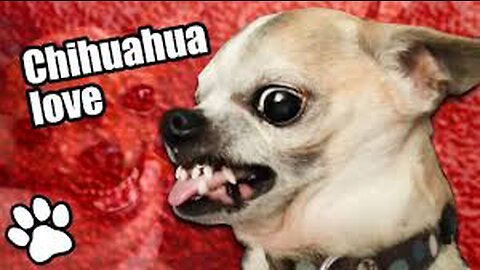 Try Not to Laugh | Funny Angry chihuahuas
