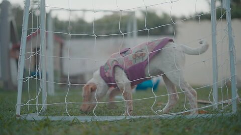 cute dog playing football with there owner