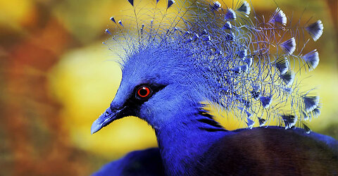 Exotic Birds Beautiful birds Sound in Rain forest