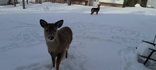 Young deer runs to greet me
