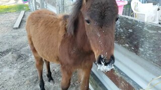 Baby brumby with a milk nose. He was fed milk replacer to help him build up from early weaning