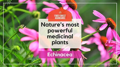 Nature’s most powerful medicinal plants: Echinacea