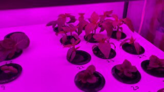 Kratky Hydroponics Seed Starting System Part Five