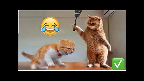 Funny animals video