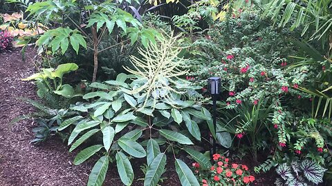 Schefflera delavayi in full bloom