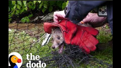 Two Baby Foxes Rescued From Net | The Dodo