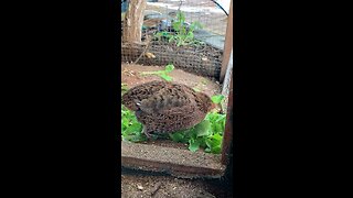 Quail. Also known as Coturnix Quail