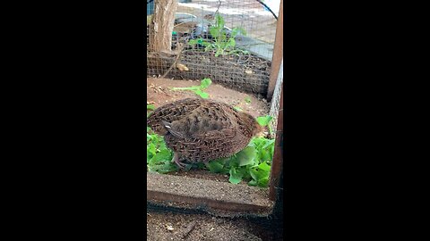 Quail. Also known as Coturnix Quail