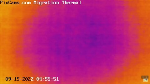 Fall Migration 2022 Thermal Camera - 9/15/2022 @ 4:45 AM - Sixteen birds in 2-minutes