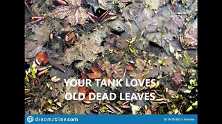 YOUR AQUARIUM LOVES OLD DEAD LEAVES