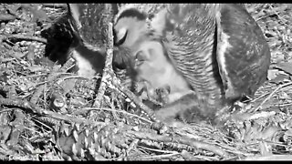 Dinnertime-Take Two 🦉 2/24/22 18:46