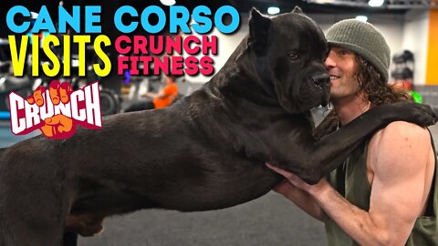 Cane Corso Goes To Crunch Fitness
