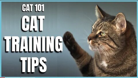 Cat:101 training tips