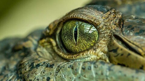 Crocodile attacks and kills a man in Mexico