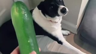 Pup Gets Scared From Totally Random Household Objects