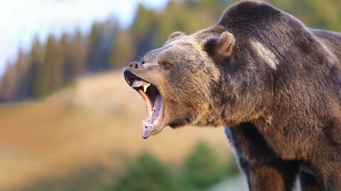 Should You Be Scared Of Grizzly Bears?