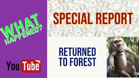 RETURNED TO FOREST - When monkey YouTube stars grow up