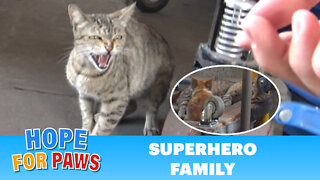 Superhero mom tells me to BACK OFF!!! (But her kittens were so cute).