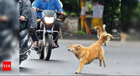 Dogs attack on motorcycle rider