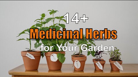 14+ Medicinal Herbs for Your Garden