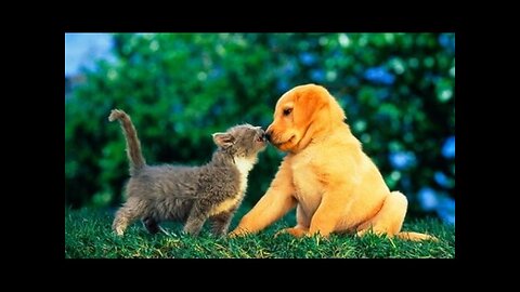 Puppies and Kittens Best Friends