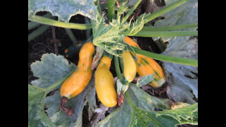 Excellent Choice For Summer Yellow Squash Sept 2021