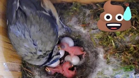 Blue Tit Mother Feeds Chick, Eats Poo