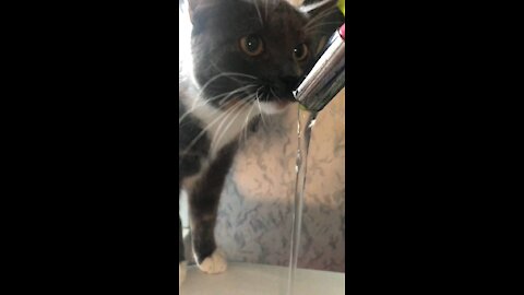 Cat scratches its tongue on the curtain 😄😄 (funny video)
