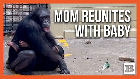 HEARTWARMING Moment Baby Chimpanzee Is Reunited with Mother After Surviving Snake Bite