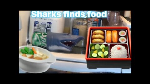 Sharky finds food