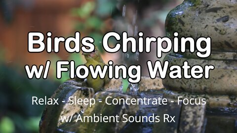 Birds Chirping with Flowing Water - Ambient Noise