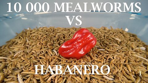 10 000 Mealworms Eating Habanero Chili Timelapse