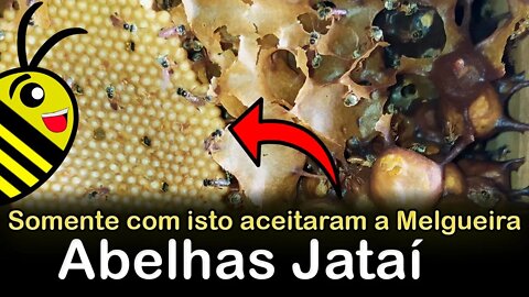 Abelhas Jataí - Manejo e revisão nos ninhos e nas melgueiras