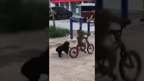 Monkey Driver vs angry dog