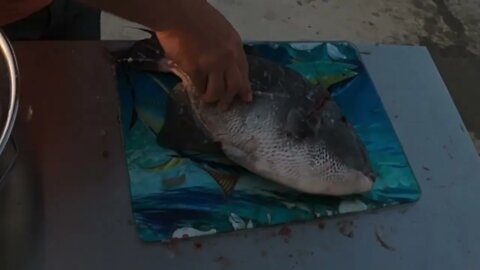 How to clean a triggerfish.