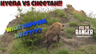 Unexpected Hyena Vs Cheetah Interaction! (Intro by @Bryce Broom )