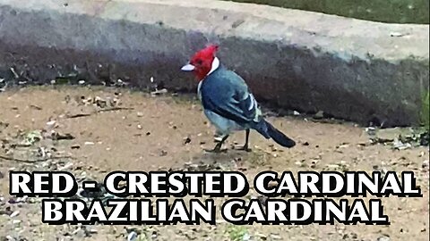 RED-CRESTED CARDINAL | BRAZILIAN CARDINAL | CARDINAL #cardinal #brasil #usa