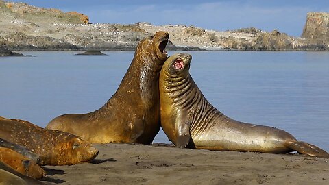 Nine Interesting Facts About Elephant Seals