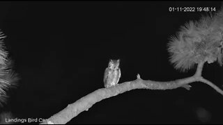 Male Great Horned Owl's Short Fairway Branch Visit 🦉 1/11/22 19:48