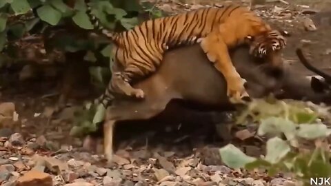 BIGGEST TIGER ATTACKS