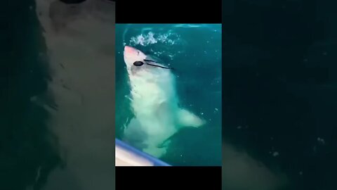 Great white shark jumping out of water tangled in a gill-net😢