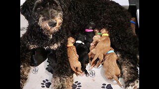 Vadamee had her puppies!!